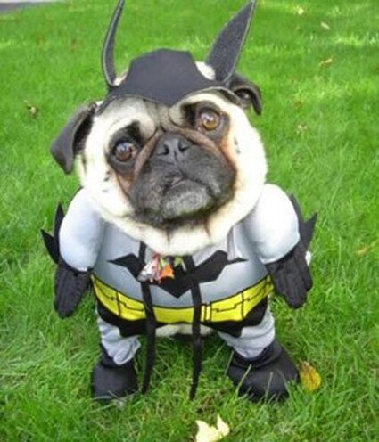 batdog.jpg
